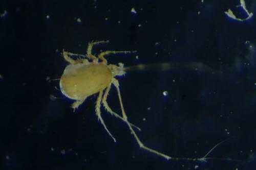 Podocinum sp.