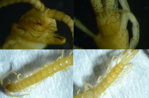 Cryptops anomalans