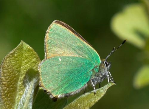 Réf. 181 733 : Callophrys rubi