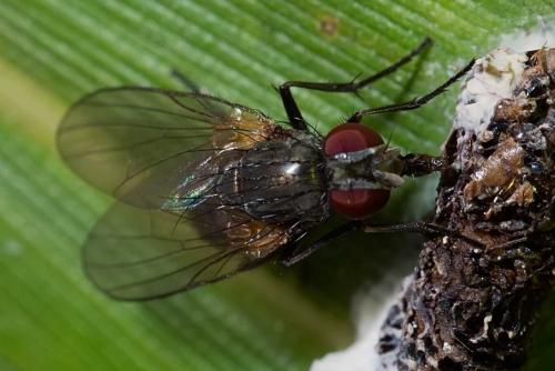 Fannia sp.