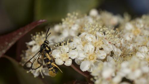 Synanthedon vespiformis