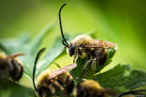 Eucera nigrescens