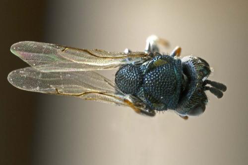 Perilampus sp.