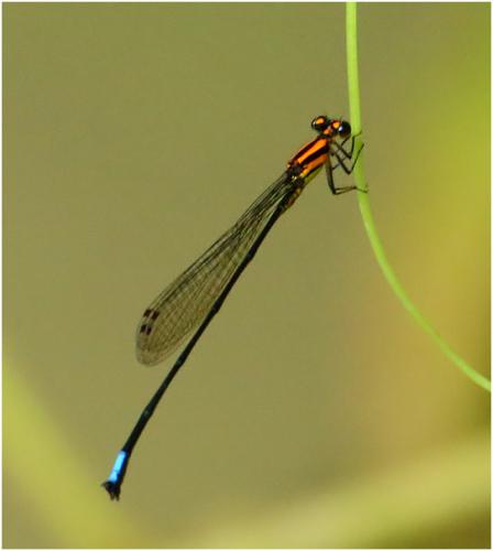 Réf. 181 581 : Acanthagrion apicale