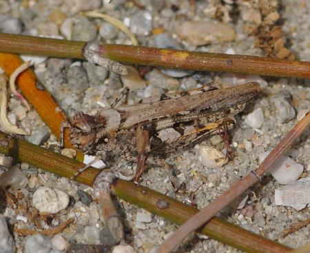 Réf. 181 059 : Acrotylus insubricus insubricus
