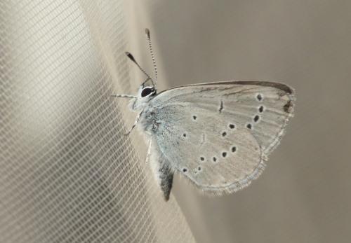 Cupido minimus