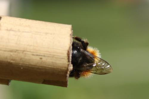 Réf. 181 243 : Osmia bicornis