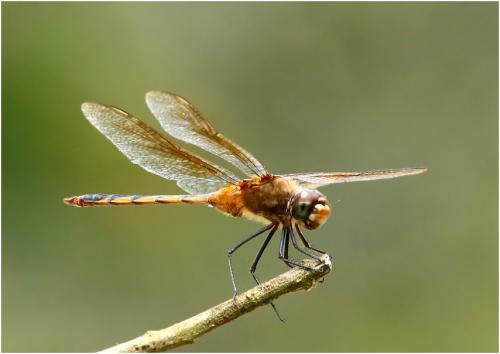 Brachymesia herbida