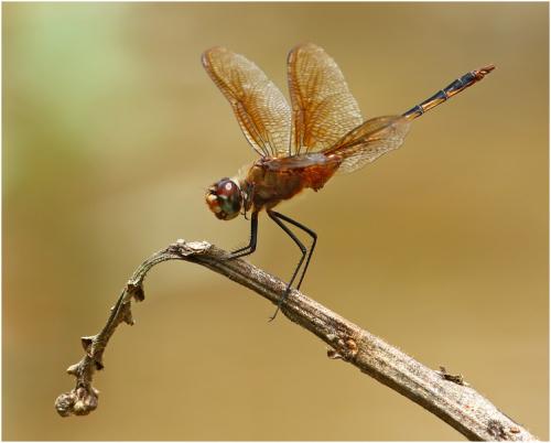 Brachymesia herbida