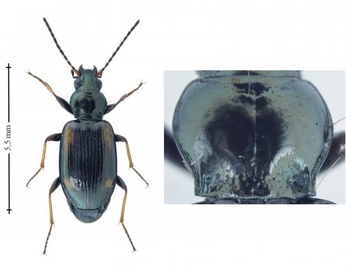Réf. 181 225 : Bembidion bruxellense