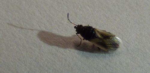 Réf. 181 937 : Metopoplax ditomoides