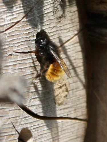 Réf. 181 245 : Osmia cornuta