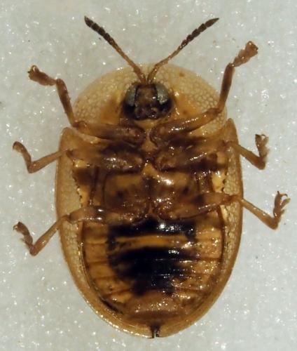 Réf. 181 944 : Cassida aethiopica