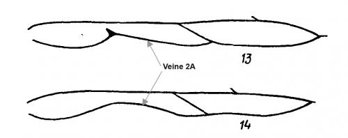 Caliroinae divers