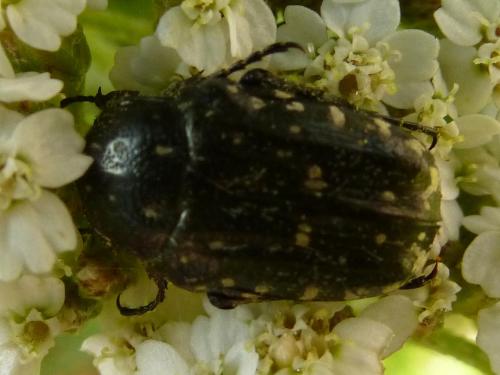 Oxythyrea funesta