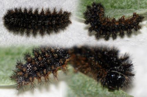 Réf. 181 564 : Melitaea phoebe