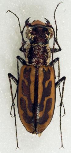 Réf. 181 879 : Lophyra senegalensis