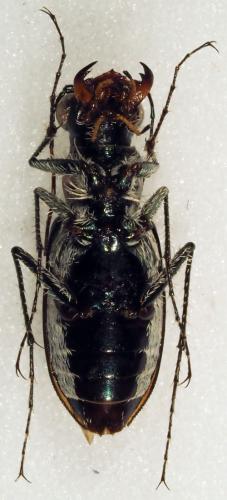 Réf. 181 880 : Lophyra senegalensis
