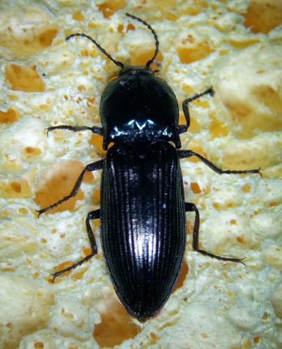 Selatosomus amplicollis