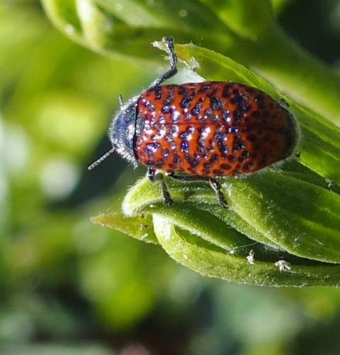 Lachnaia variolosa