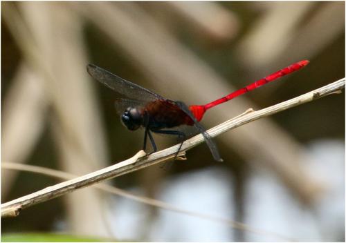 Erythemis haematogastra