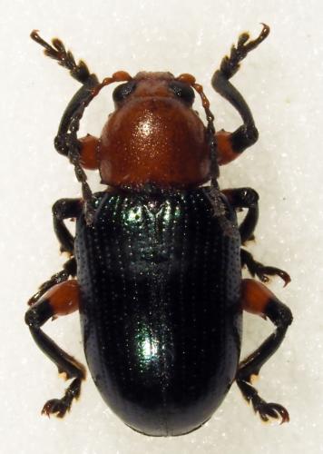 Syagrus calcaratus