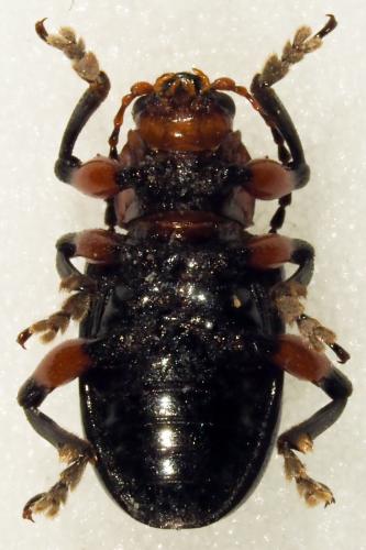 Syagrus calcaratus