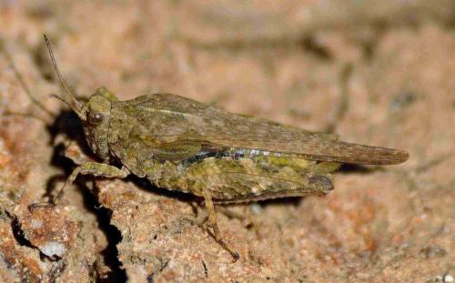 Réf. 181 122 : Tetrix bolivari