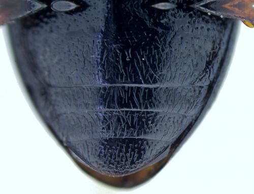 Réf. 181 093 : Hydroporus pubescens