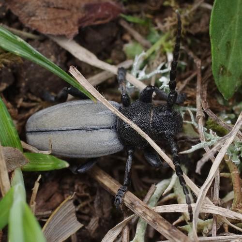 Réf. 181 083 : Iberodorcadion fuliginator