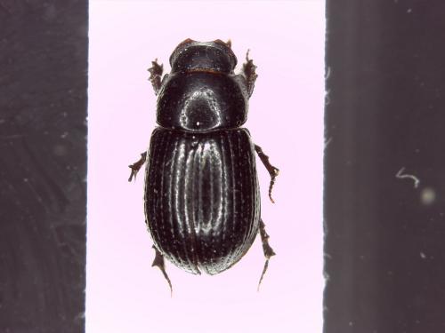 Ammoecius elevatus