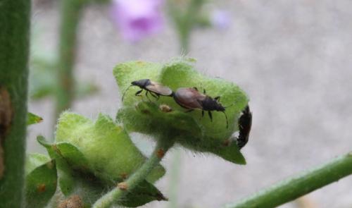 Oxycarenus hyalinipennis