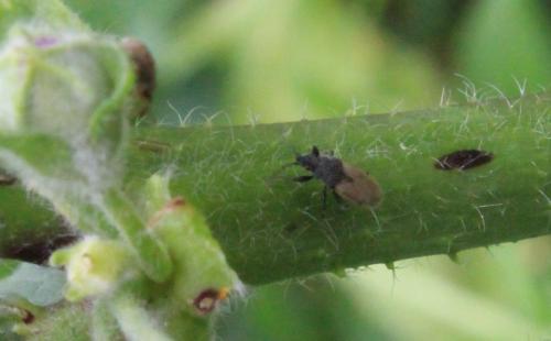 Oxycarenus hyalinipennis