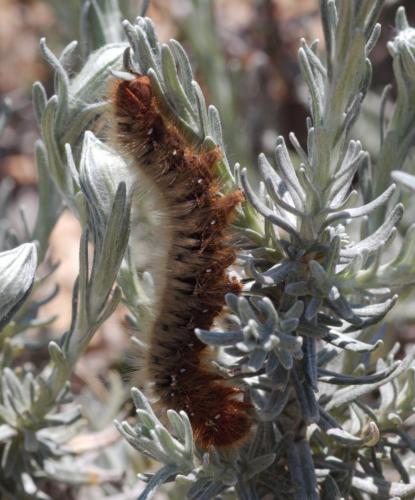 Réf. 181 067 : Lasiocampa quercus