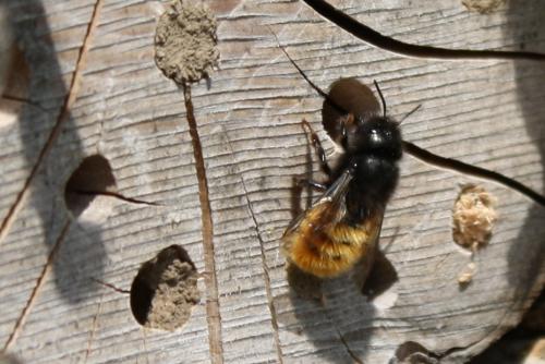 Osmia cornuta