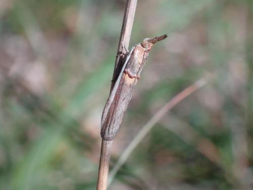 Etiella zinckenella