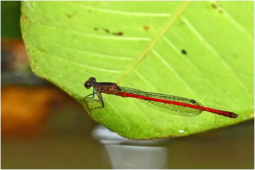 Neoneura rubriventris