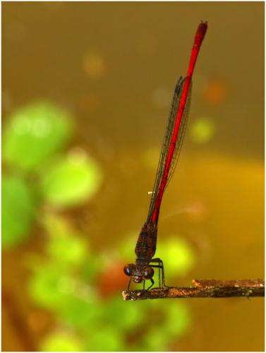 Réf. 181 762 : Neoneura rubriventris