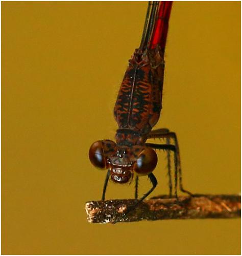 Neoneura rubriventris