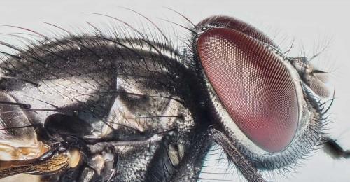 Réf. 181 213 : Musca sp.