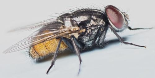 Réf. 181 212 : Musca sp.
