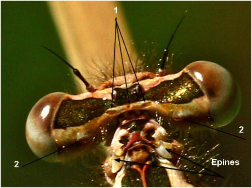 Réf. 181 872 : Platycnemis acutipennis