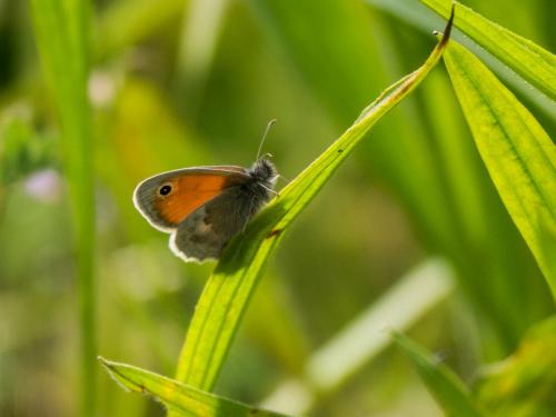 Réf. 181 931 : Coenonympha pamphilus