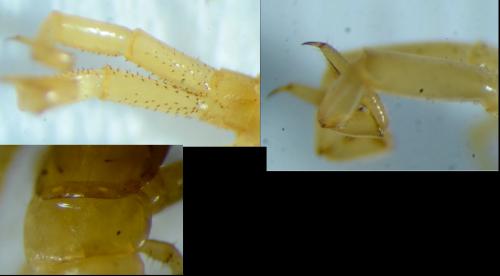 Cryptops anomalans
