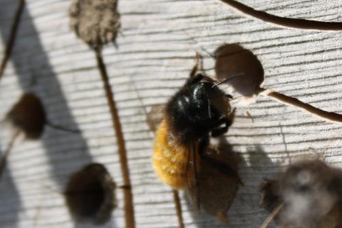 Osmia cornuta