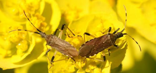 Dicranocephalus albipes