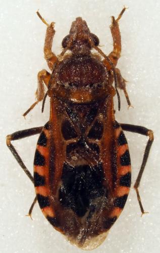 Androclus pictus