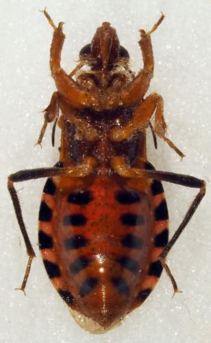 Androclus pictus