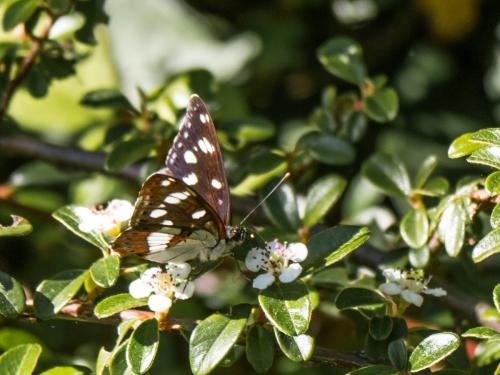 Limenitis reducta