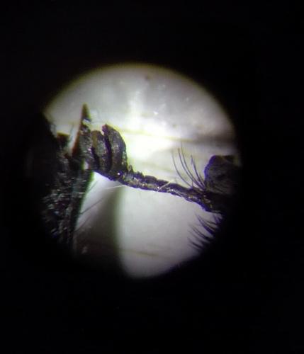 Réf. 181 546 : Thorectes intermedius